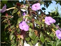 achimenes